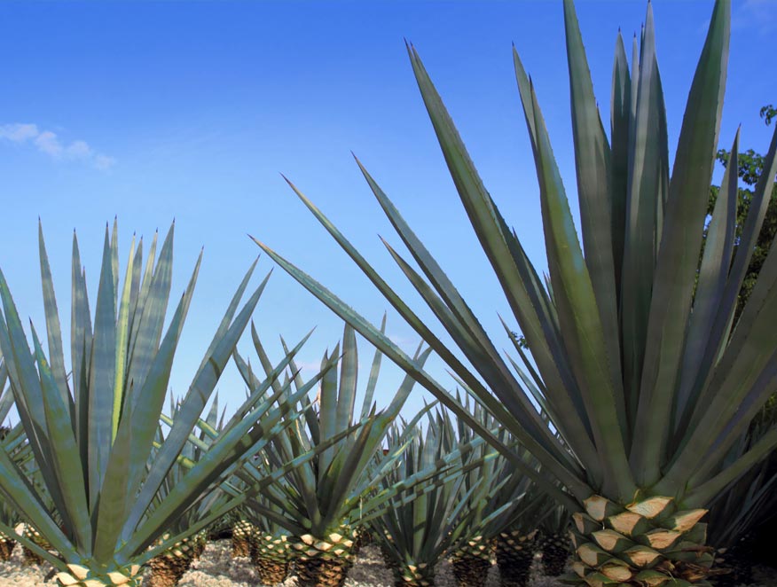 GOSULIN AGAVE